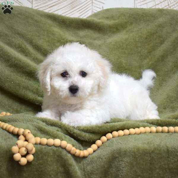 Toppper, Bichon Frise Puppy
